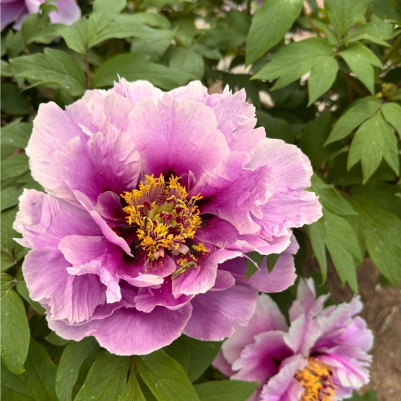 lnmar91